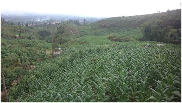 Jelang Musim Kemarau, Petani Tembakau di Temanggung Bersiap Sambut Panen Raya